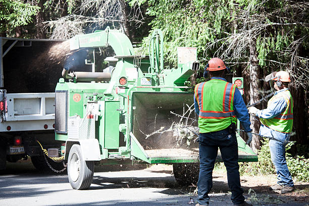 Best Commercial Tree Services  in Crozet, VA